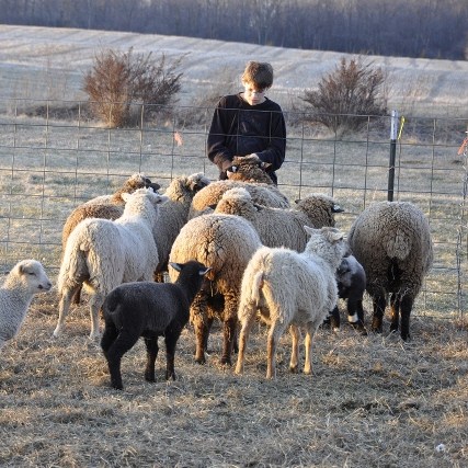 Feeding the flock
